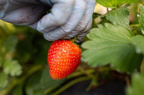 Eine Erntehelferin pflückt Erdbeeren. Foto: Julian Stratenschulte/dpa