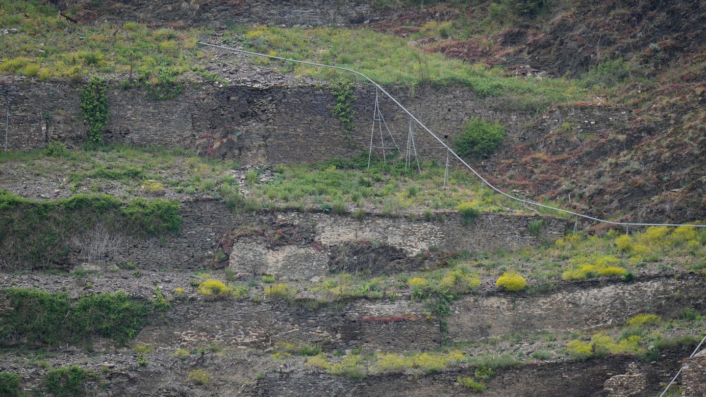 Steillagen-Weinbau wie hier an der Mosel ist besonders arbeitsaufwendig. Manche Parzellen werden daher von ihren Winzern aufgege