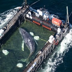 Erhöhter Seegang hat nach Angaben von Beteiligten die Freisetzung des Wals erschwert. Foto: Philip Dulian/dpa