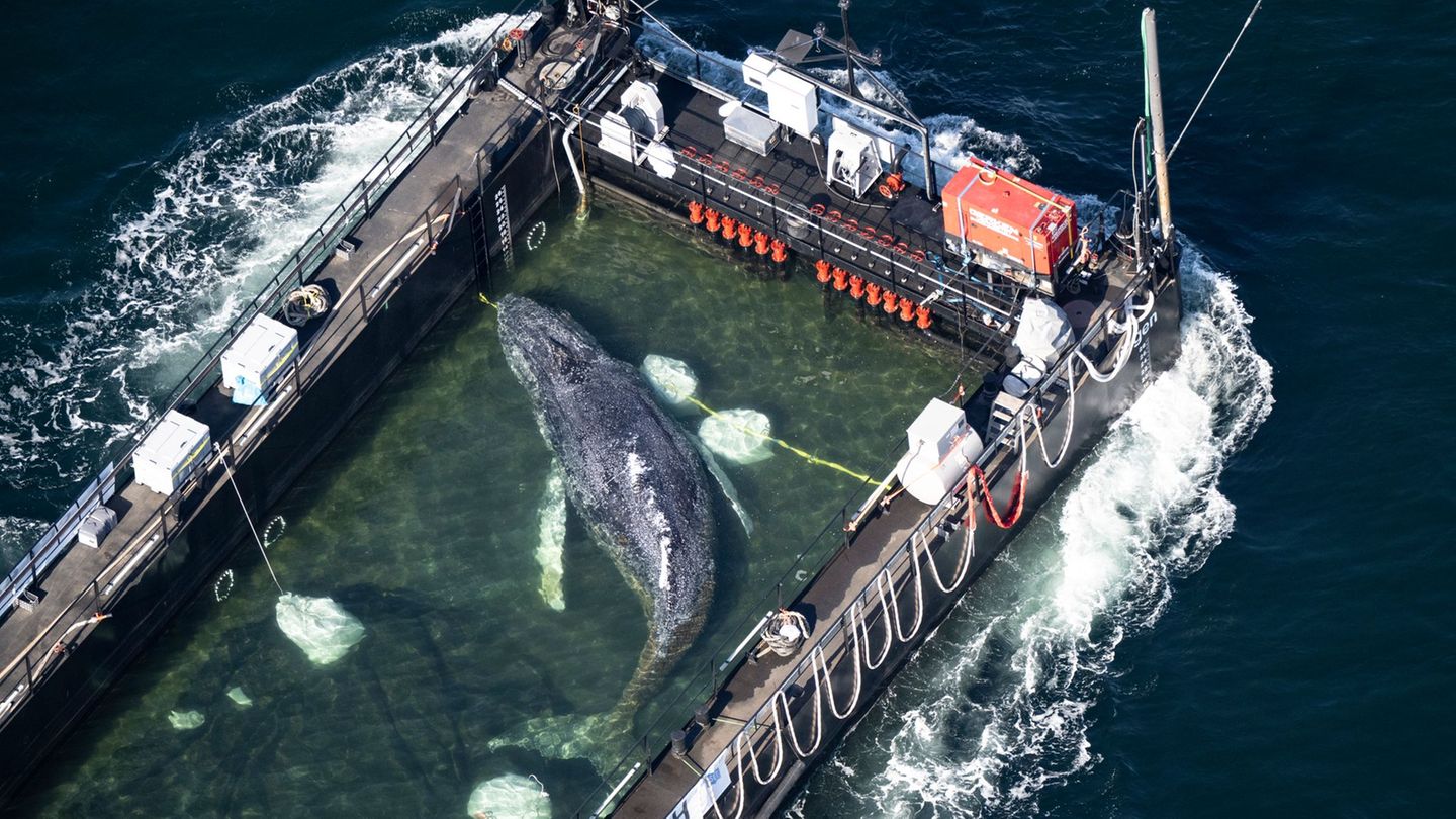 Erhöhter Seegang hat nach Angaben von Beteiligten die Freisetzung des Wals erschwert. Foto: Philip Dulian/dpa