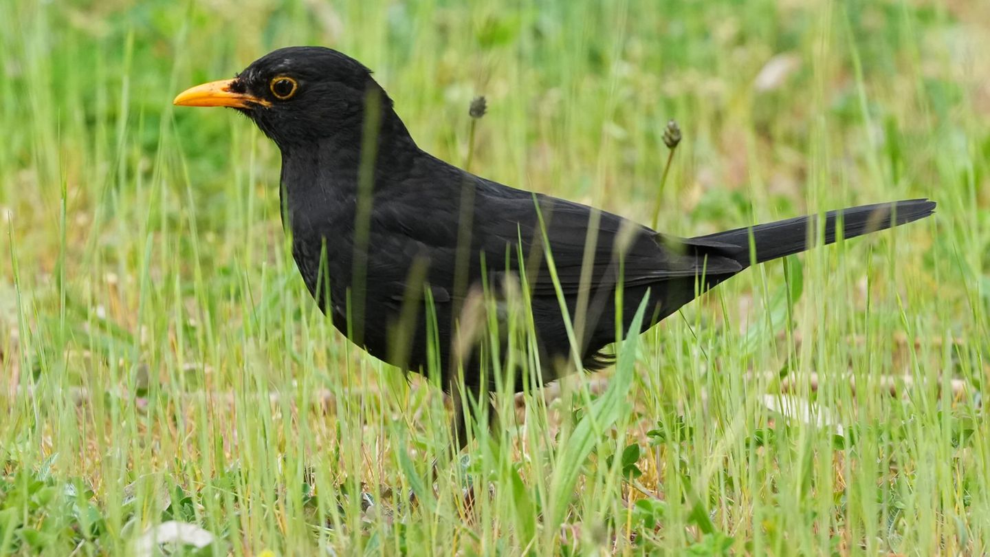Der Naturschutzbund Deutschland (Nabu) ruft noch bis heute Abend zur Vogelzählung in Thüringen auf. Foto: Soeren Stache/dpa