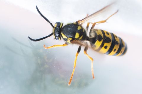 Unfallursache Wespe: Der bei dem Unfall verletzte Mann gab an, dass er wegen des Insekts die Kontrolle über sein Fahrzeug verlor