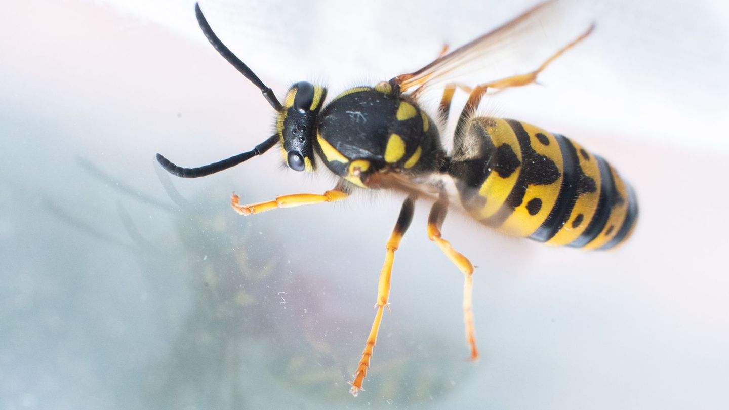 Unfallursache Wespe: Der bei dem Unfall verletzte Mann gab an, dass er wegen des Insekts die Kontrolle über sein Fahrzeug verlor