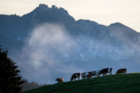 Die Kinder verliefen sich an der Hochplatte. (Symbolbild) Foto: picture alliance / dpa