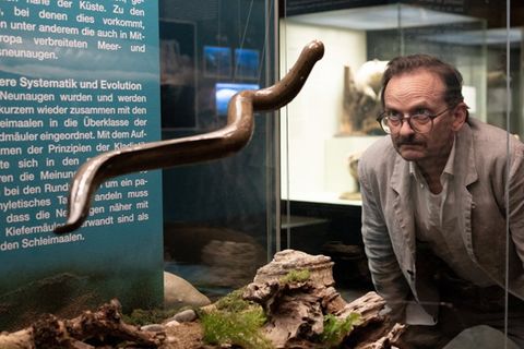 "Danowski: Neunauge": Adam Danowski (Milan Peschel) schaut sich im Naturkundemuseum um.