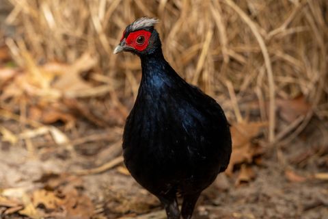 Vietnamesische Fasane gehören zu den seltensten Vogelarten der Welt. Foto: Jon A. Juarez/Tierpark Berlin/dpa