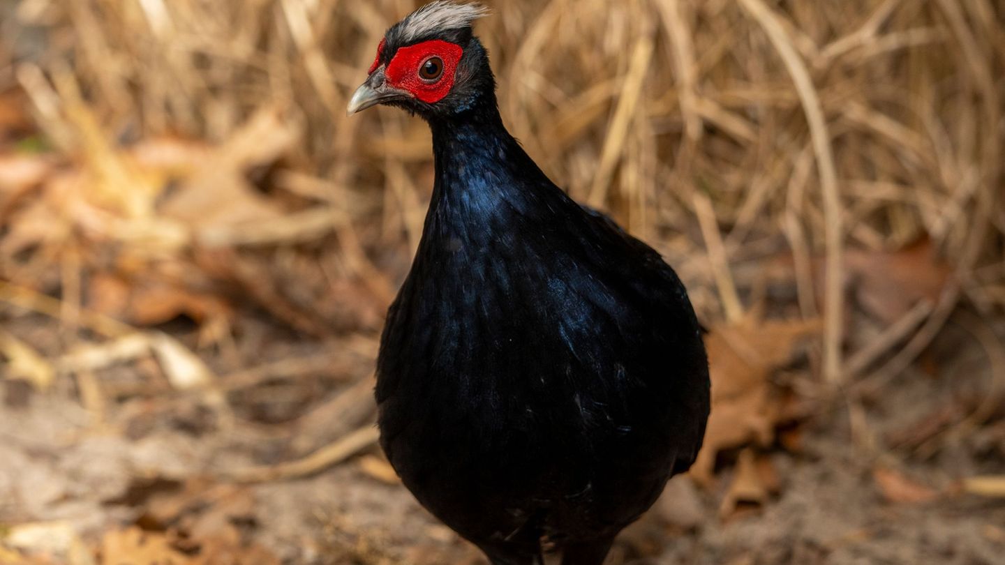 Vietnamesische Fasane gehören zu den seltensten Vogelarten der Welt. Foto: Jon A. Juarez/Tierpark Berlin/dpa