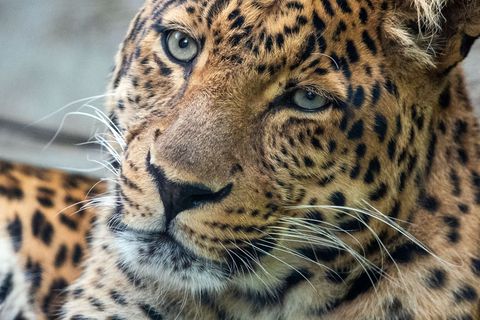 Der Zoo Hoyerswerda trauert um seinen 19 Jahre alten Leoparden San (Archivbild). Foto: Jens Büttner/dpa-Zentralbild/ZB