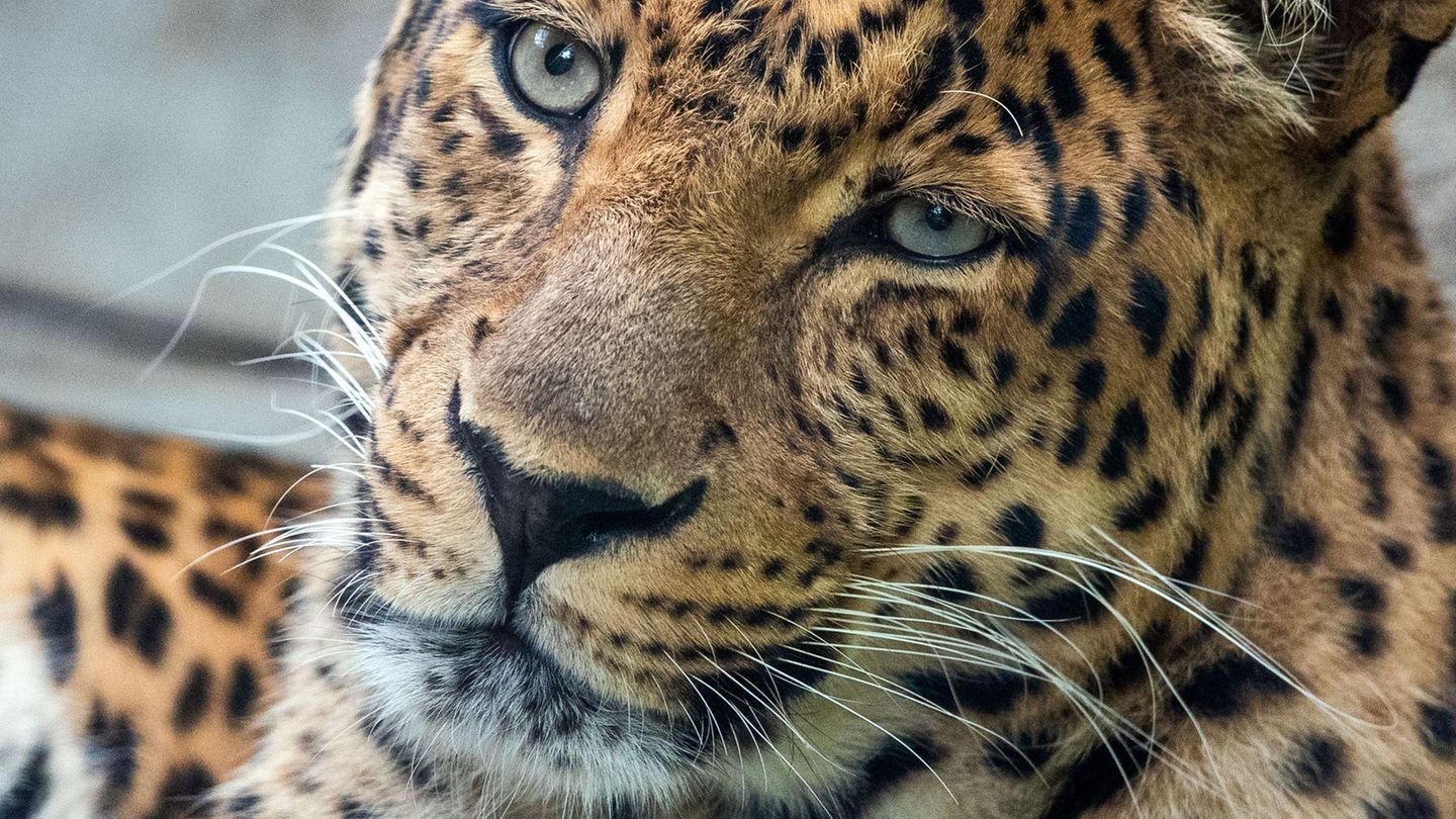 Der Zoo Hoyerswerda trauert um seinen 19 Jahre alten Leoparden San (Archivbild). Foto: Jens Büttner/dpa-Zentralbild/ZB