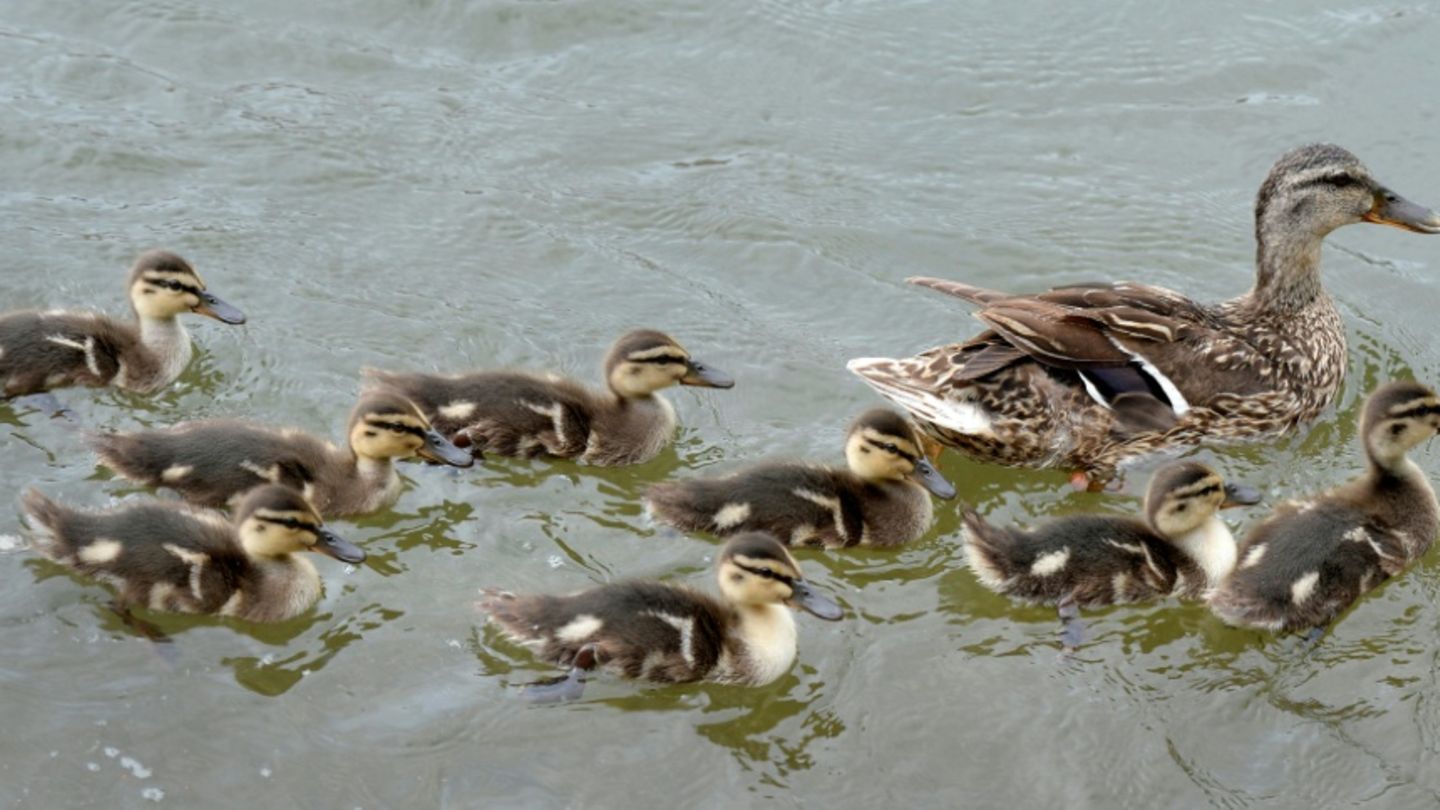 Ente mit Küken