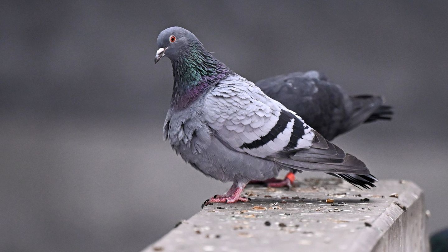 Mehrere Tiere wurden verletzt oder getötet. (Symbolbild) Foto: Jennifer Brückner/dpa