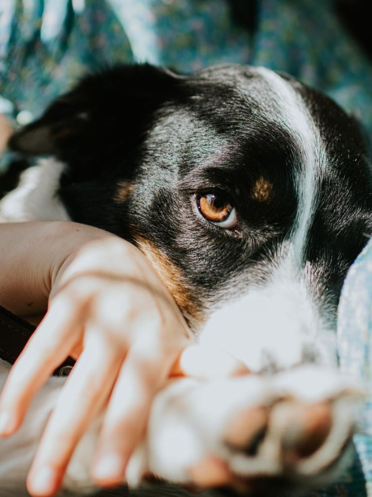 Ein Hund kuschelt mit einem Kind