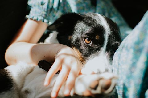 Ein Hund kuschelt mit einem Kind