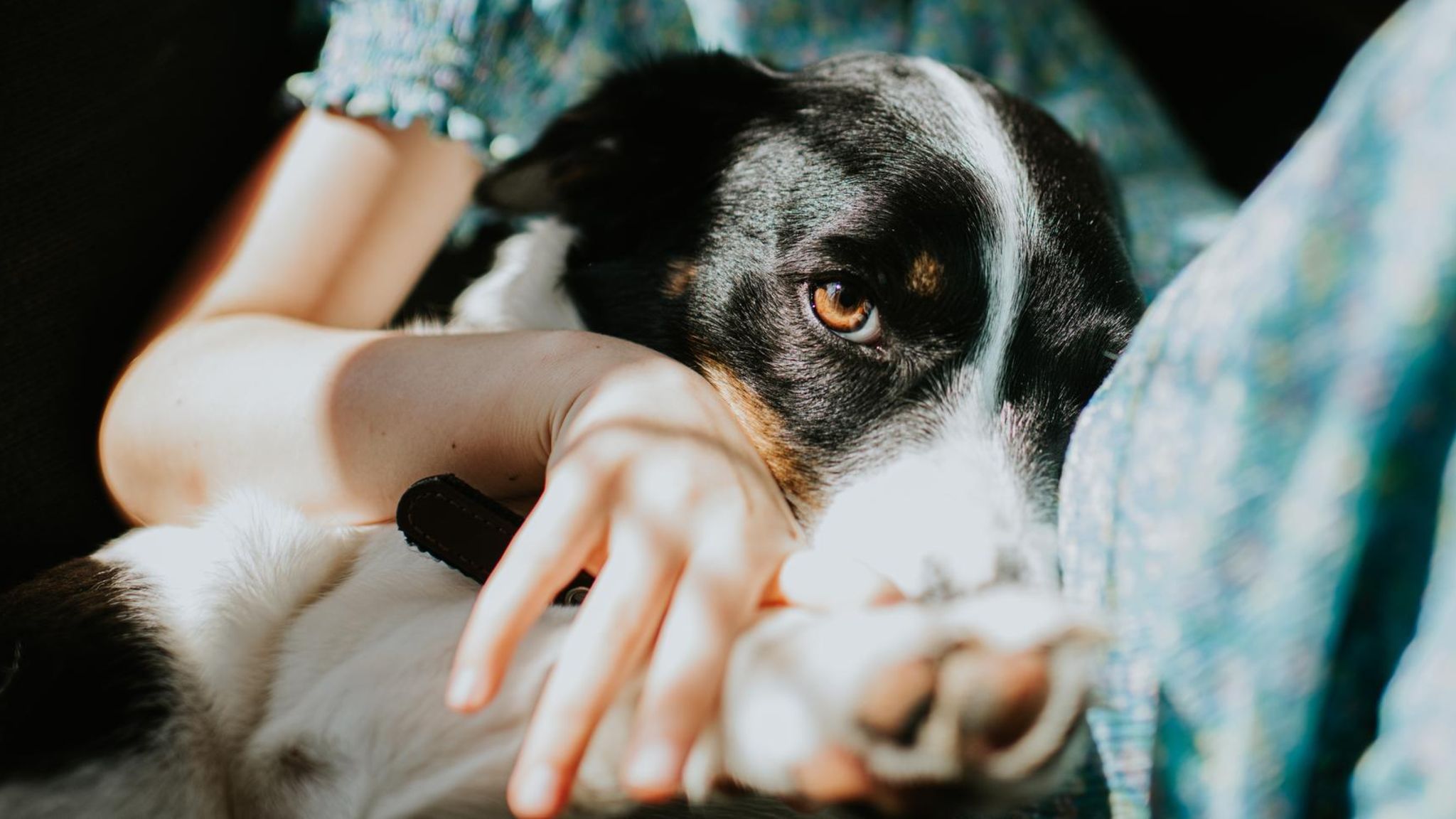Ein Hund kuschelt mit einem Kind
