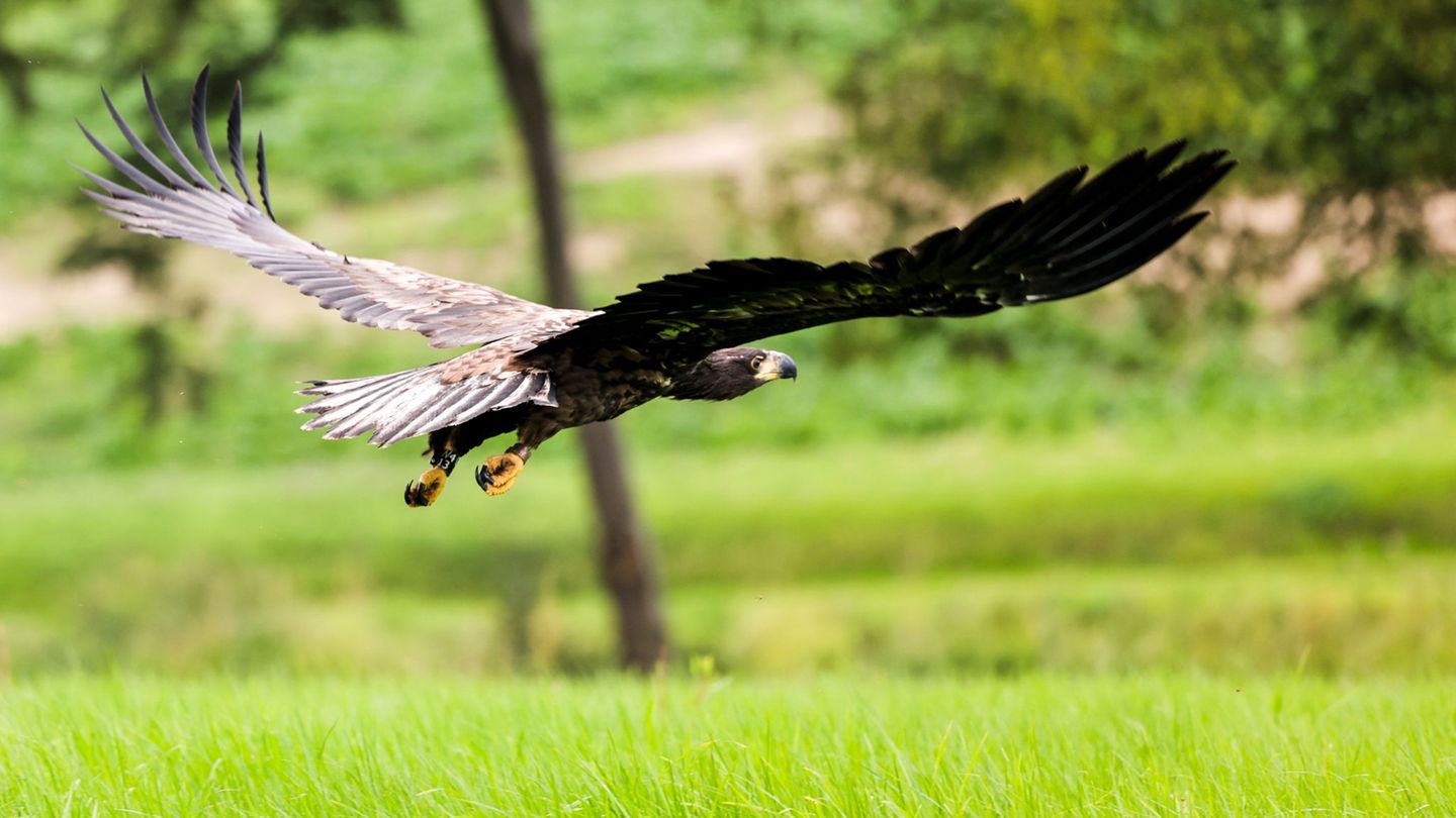 Die Zahl der Seeadler hat zugenommen. (Symbolbild) Foto: Frank Molter/dpa