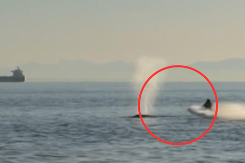 Jetski-Fahrer rammt auftauchenden Wal