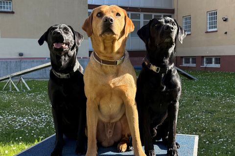 Der brave "Musterschüler" Koda, der gechillte "Sturkopf" Malouk und die energiegeladene "Rakete" Louie (l-r) helfen jungen Straf