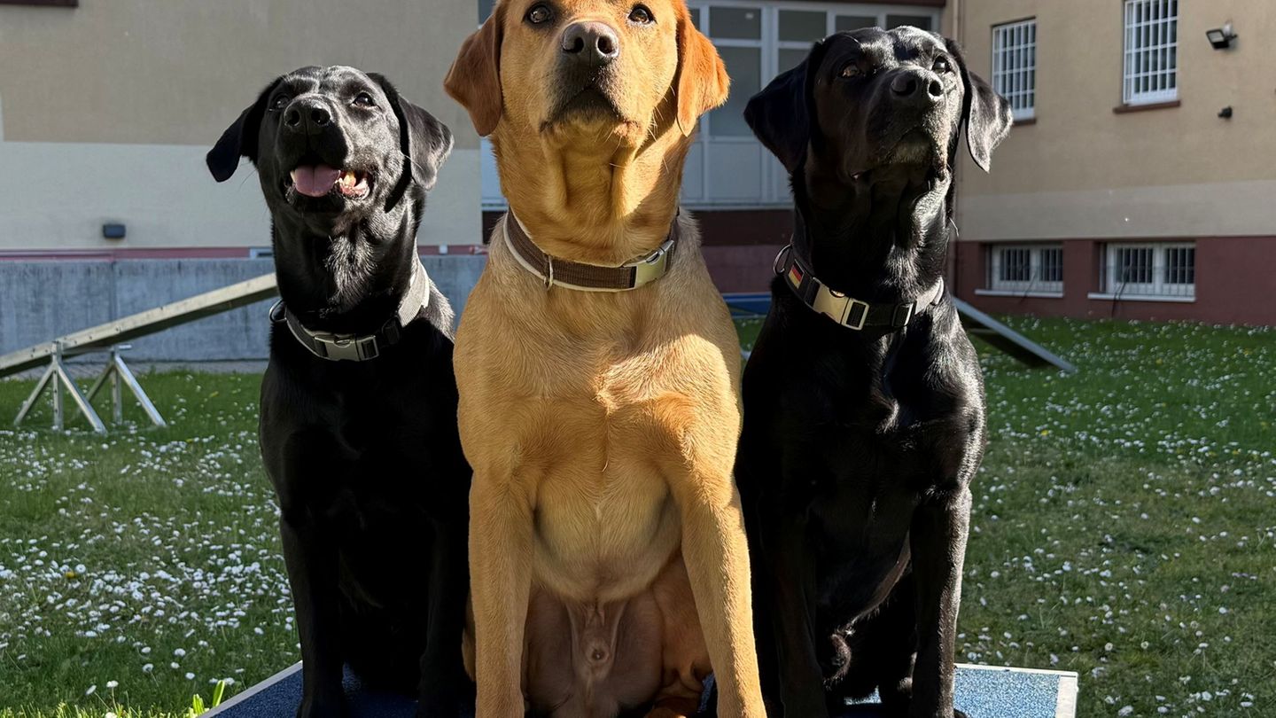 Der brave "Musterschüler" Koda, der gechillte "Sturkopf" Malouk und die energiegeladene "Rakete" Louie (l-r) helfen jungen Straf