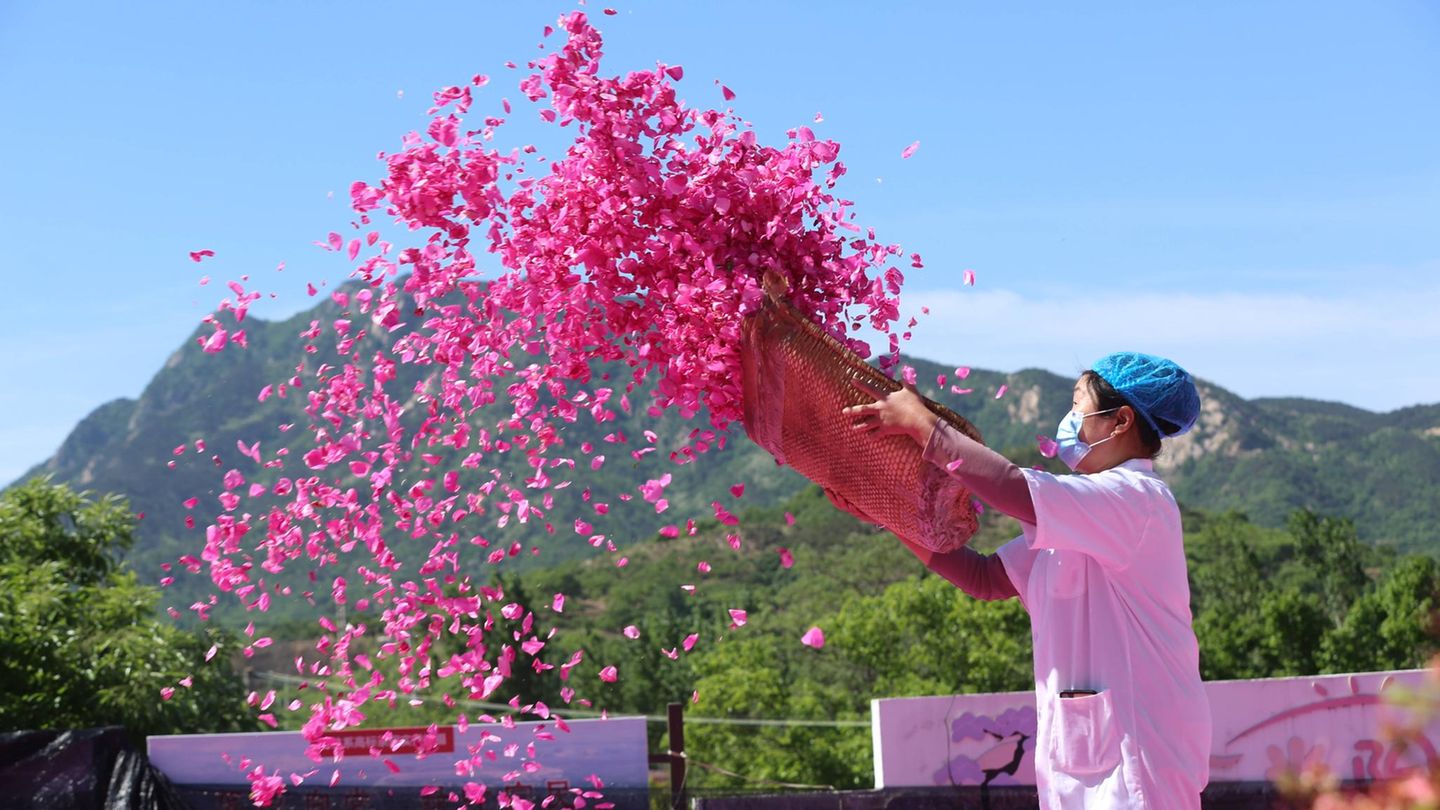 Rizhao, China. Eine Arbeiterin in einer Teefabrik trocknet Rosenblütenblätter. Das Dorf Liujiaping hat sich der Entwicklung der Industrie für essbare Rosen verschrieben, um das Einkommen der Dorfbewohner zu steigern.