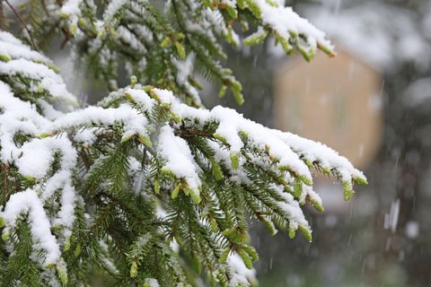 Zwei bis drei Zentimeter Schnee lagen am Vormittag auf dem Brocken. (Symbolbild) Foto: Matthias Bein/dpa