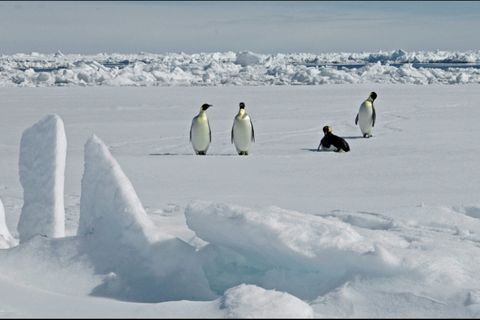 Kaiserpinguine