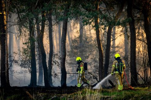 Waldbrand Ende April in der niederländischen Region Limburg