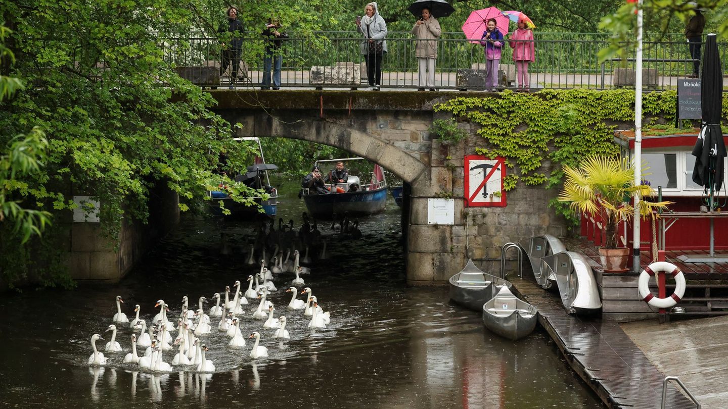Ab in die Freiheit und Brutplätze suchen: Hamburgs Alsterschwäne sind nun wieder auf der Alster und ihren Nebengewässern und Kan