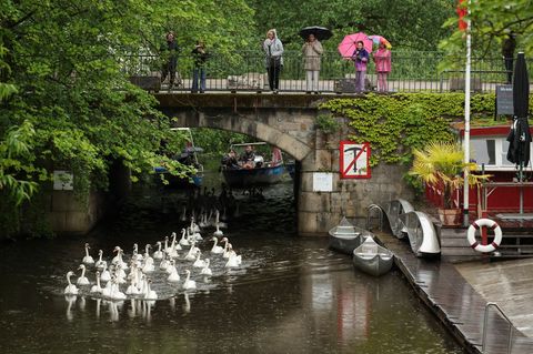 Ab in die Freiheit und Brutplätze suchen: Hamburgs Alsterschwäne sind nun wieder auf der Alster und ihren Nebengewässern und Kan