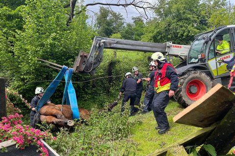 In Velbert befreien Einsatzkräfte ein Pferd aus seiner misslichen Lage. Foto: Feuerwehr Velbert/dpa