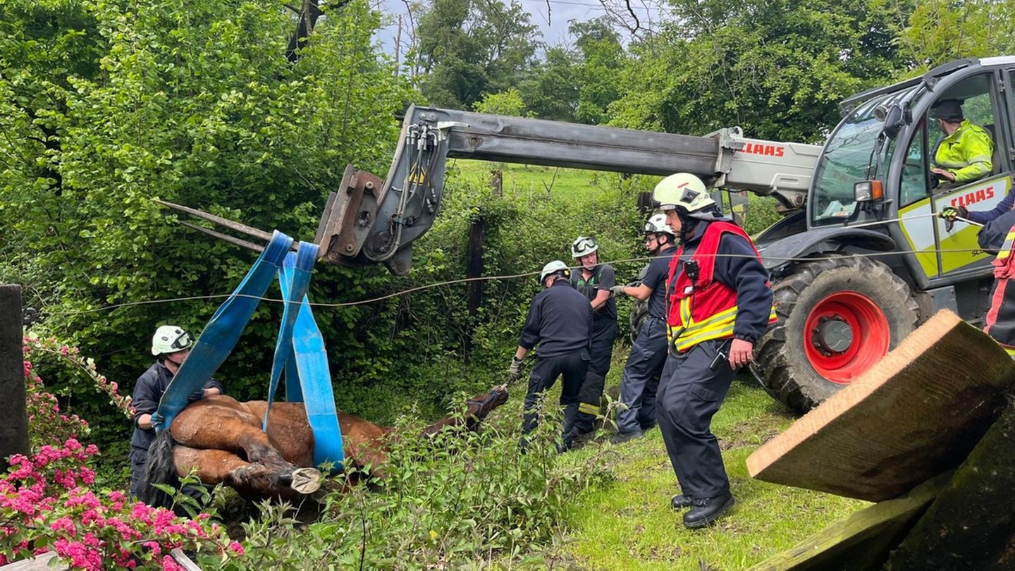 In Velbert befreien Einsatzkräfte ein Pferd aus seiner misslichen Lage. Foto: Feuerwehr Velbert/dpa