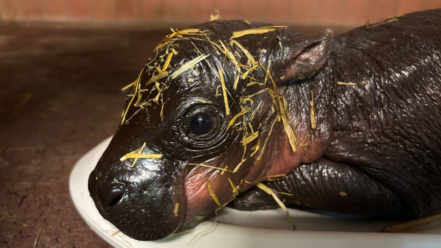 Für Besucher ist das Jungtier noch nicht zu sehen. (Handout) Foto: -/Zoo Berlin/dpa