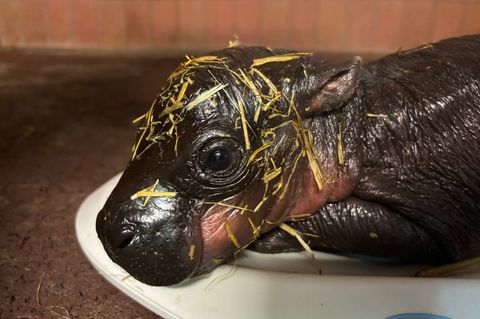 Für Besucher ist das Jungtier noch nicht zu sehen. (Handout) Foto: -/Zoo Berlin/dpa