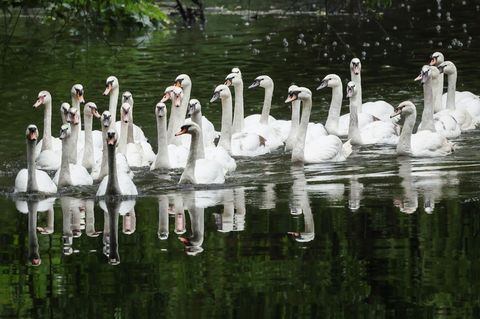 Alle gemeinsam zurück auf die Alster. Foto: Christian Charisius/dpa
