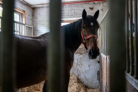 Pferd in Stall