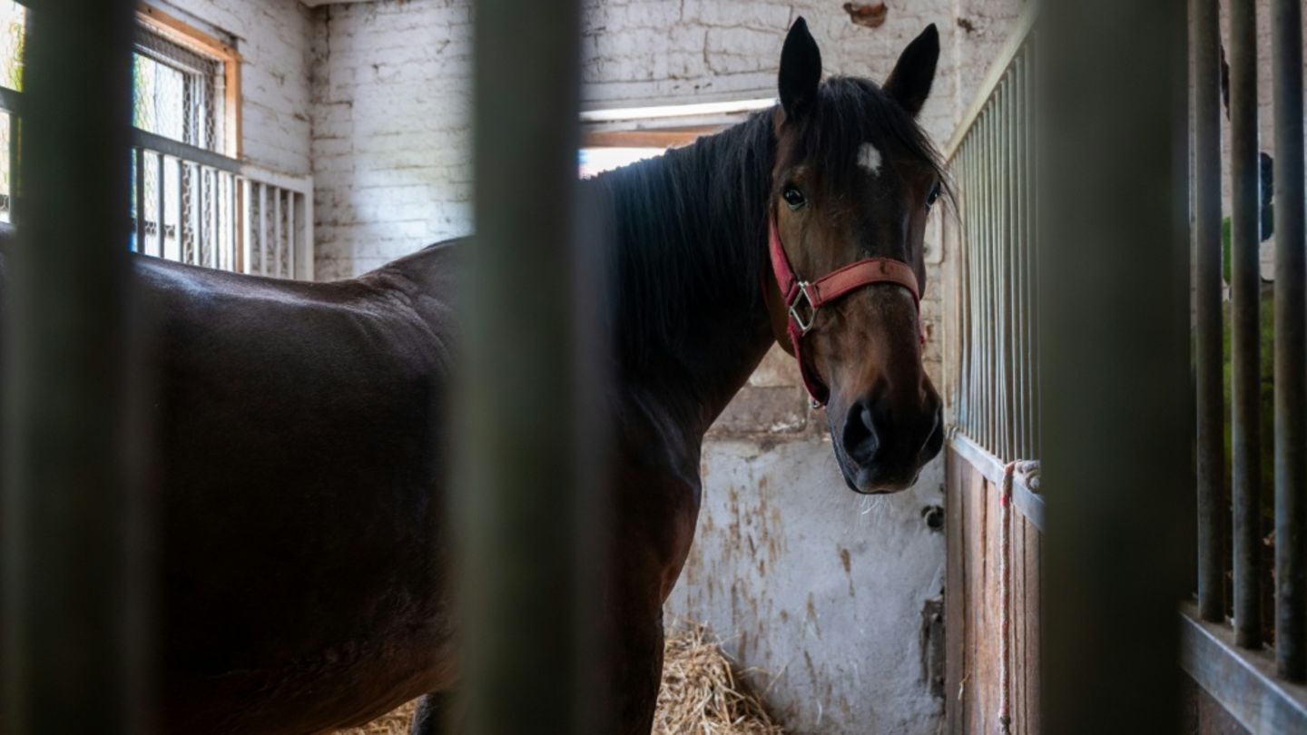 Pferd in Stall