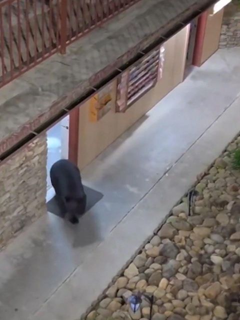 Bär läuft aus Hotelzimmer raus