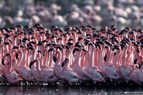 Mumbai, Indien. Rosa, so weit das Auge reicht. In einem Teich in Navi Mumbai haben sich Schwärme von Flamingos niedergelassen.