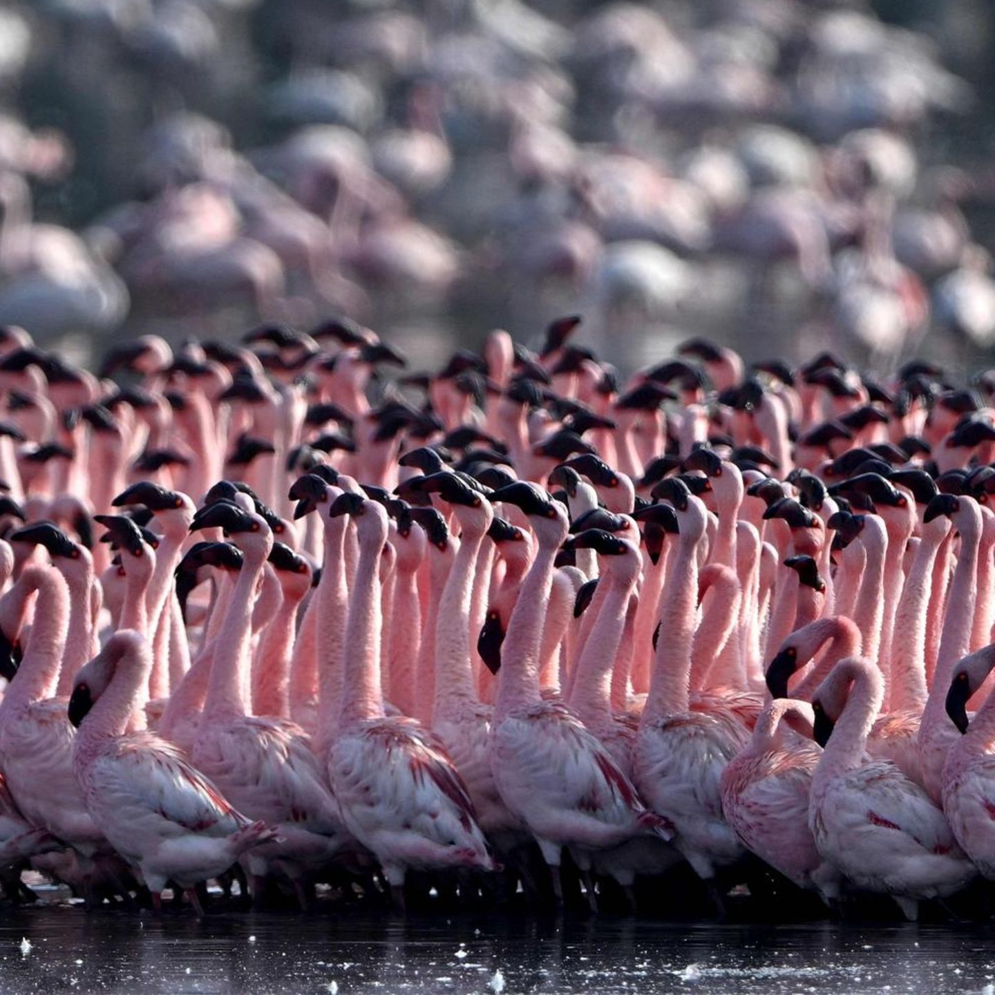 Mumbai, Indien. Rosa, so weit das Auge reicht. In einem Teich in Navi Mumbai haben sich Schwärme von Flamingos niedergelassen.