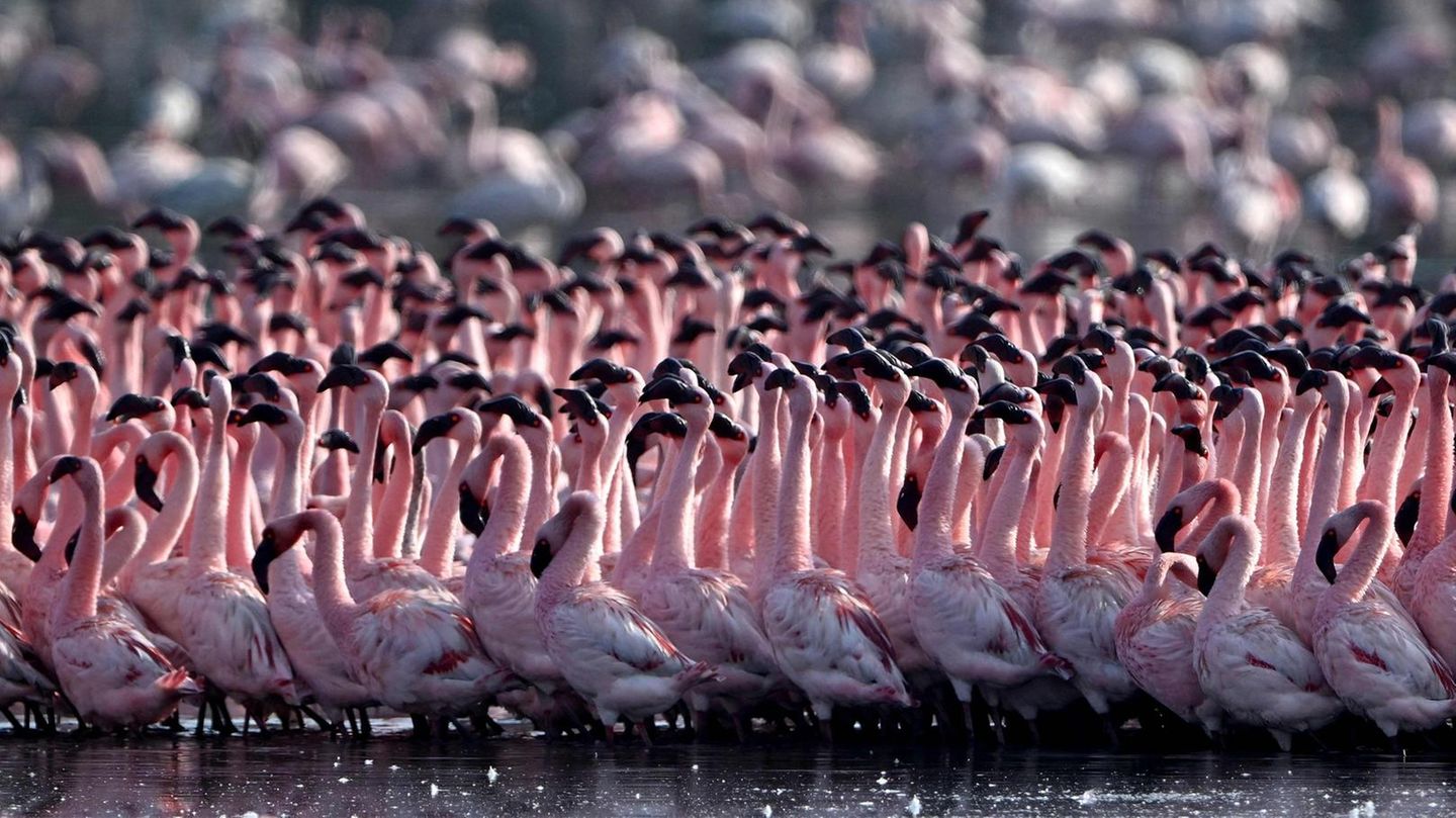 Mumbai, Indien. Rosa, so weit das Auge reicht. In einem Teich in Navi Mumbai haben sich Schwärme von Flamingos niedergelassen.