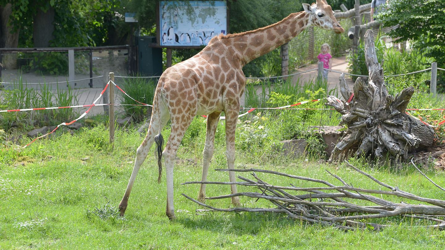 In Magdeburg ist ein Giraffenkalb tot zur Welt gekommen. (Archivbild) Foto: Heiko Rebsch/dpa-zentralbild/ZB