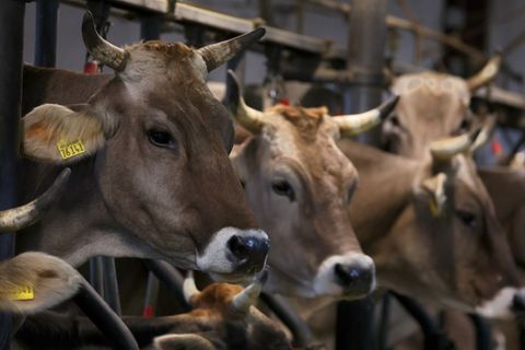 Ziemliches Glück gehabt haben Rinder in Steinhausen. (Symbolbild) Foto: Karl-Josef Hildenbrand/dpa