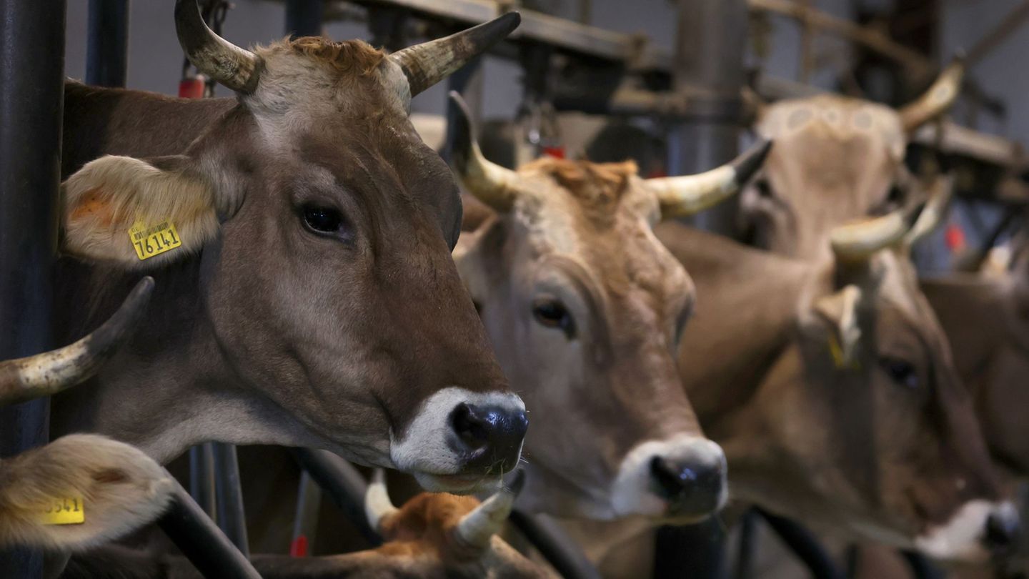 Ziemliches Glück gehabt haben Rinder in Steinhausen. (Symbolbild) Foto: Karl-Josef Hildenbrand/dpa