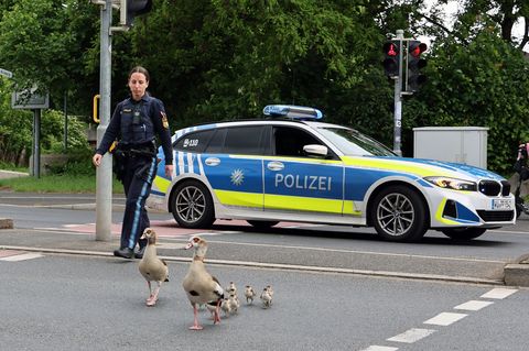Bis zum Aschaffenburger Mainufer begleiteten die Beamten die Gänse. Foto: Ralf Hettler/dpa