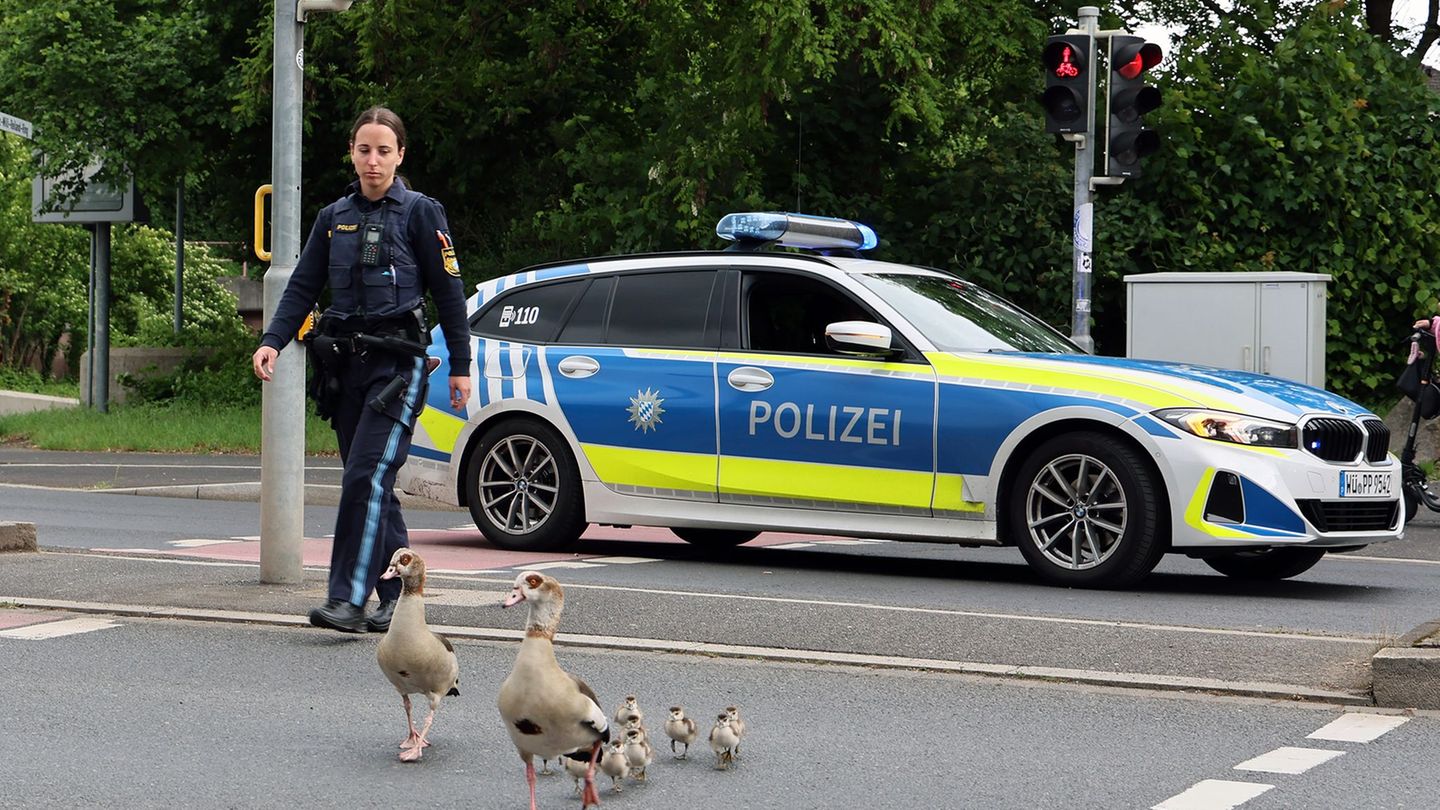 Bis zum Aschaffenburger Mainufer begleiteten die Beamten die Gänse. Foto: Ralf Hettler/dpa