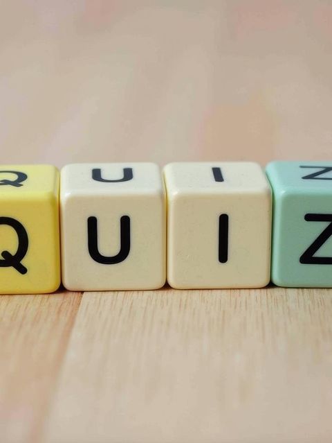 Quiz steht mit vier holzklötzen auf dem boden