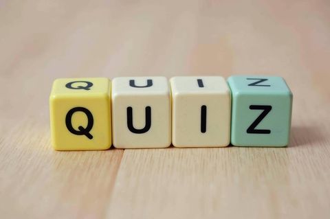 Quiz steht mit vier holzklötzen auf dem boden