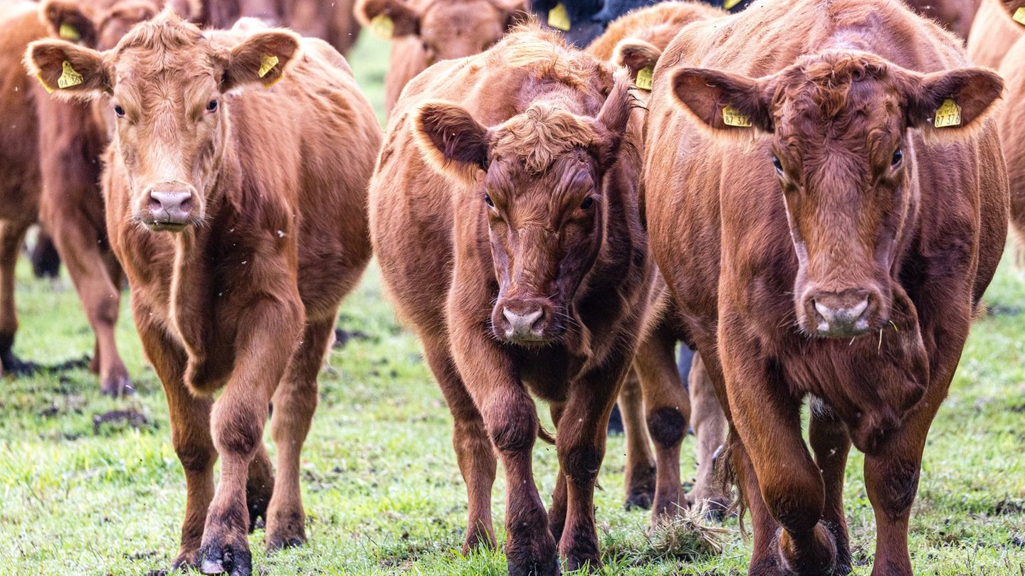 Rinder-Diebstähle beunruhigen Landwirte in Südbrandenburg. (Symbolbild) Foto: Frank Hammerschmidt/dpa