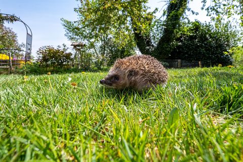 Mähroboter können für Igel in der Dämmerung und nachts lebensgefährlich sein. (Archivbild) Foto: Armin Weigel/dpa/dpa-tmn