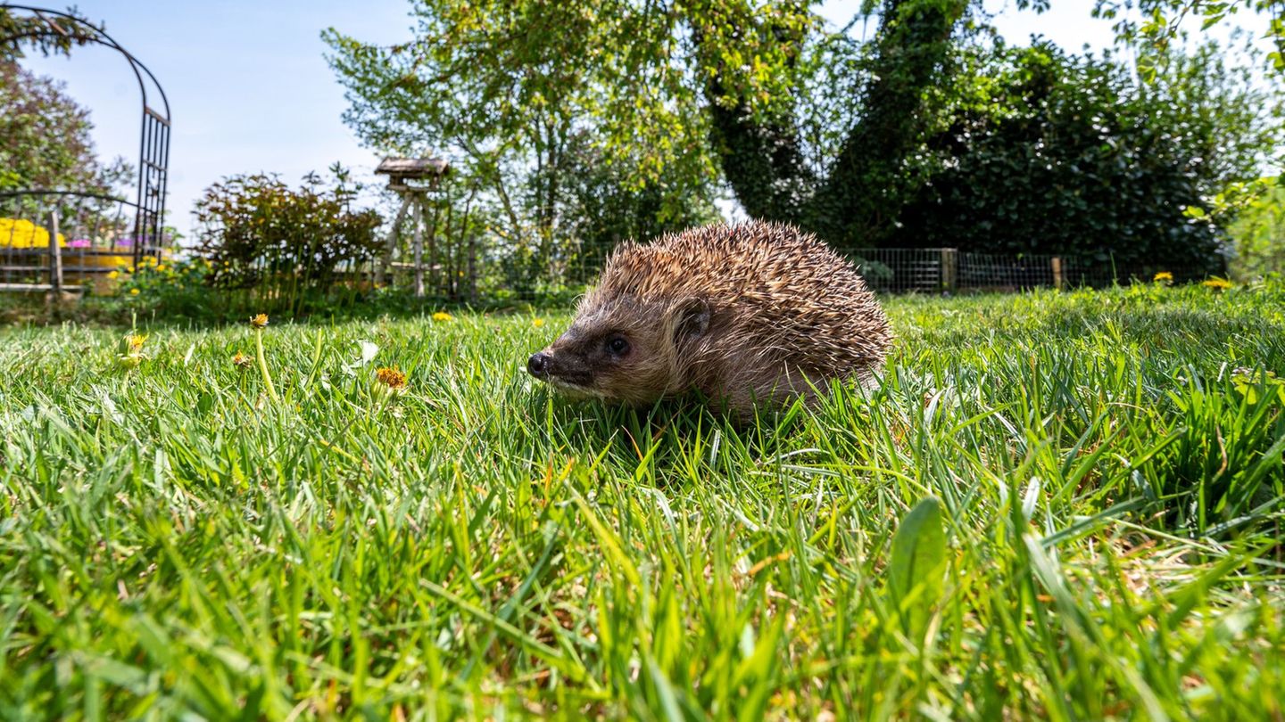 Mähroboter können für Igel in der Dämmerung und nachts lebensgefährlich sein. (Archivbild) Foto: Armin Weigel/dpa/dpa-tmn