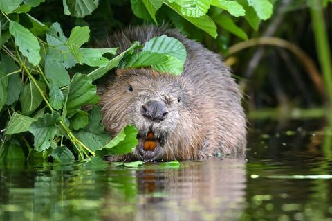 Der Naturschutzbund in Sachsen hat Informationen zum Umgang mit Bibern zusammengestellt. (Symbolbild) Foto: Patrick Pleul/dpa-Ze